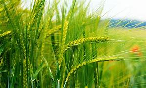 Image result for Grain and Greenery Background