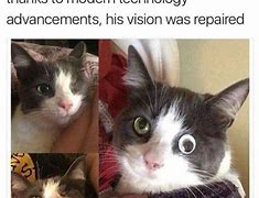 Image result for Best Cat Memes Ever