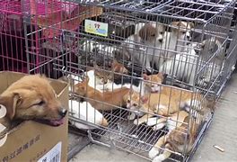 Image result for China Food Market Dogs