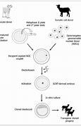 Image result for Cell Clone