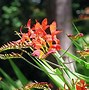 Image result for Crocosmia (zie hoofdstuk)