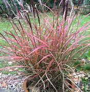 Image result for Miscanthus sinensis Red Chief