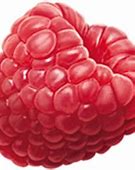 Image result for Singular Raspberry Fruit
