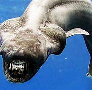 Image result for Weirdest Sharks in the World