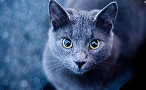 Image result for Cool Cat Wallpaper Blue