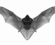 Image result for Black Bat Wings