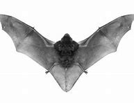 Image result for Folded Bat Wings