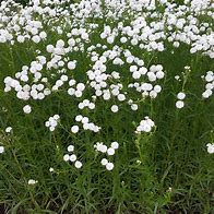 Image result for Achillea ptarmica The Pearl