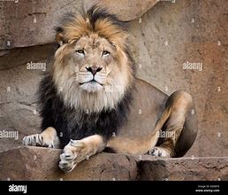 Image result for Brookfield Zoo Lion