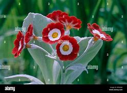 Bildergebnis für Primula auricula Mojave