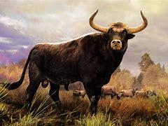 Image result for ancient cows fossils