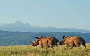 Image result for Kenya Safari Parks