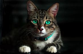 Image result for Beautiful Cat 4K
