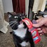 Image result for Yeowww Catnip Toys