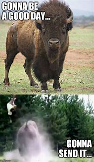Image result for Funny Buffalo Signs