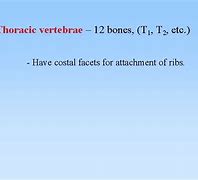 Image result for 12 Thoracic Vertebrae
