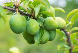 Image result for Young Plum Fruit
