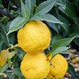 Image result for Orange Like Fruit