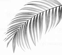 Image result for Palm Tree Leaf Black and White