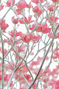 Image result for iPhone 12 Dogwood Tree Case