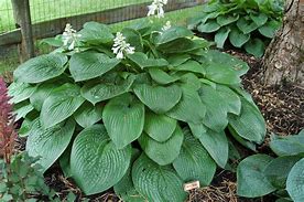 Image result for Hosta Bob Olsen