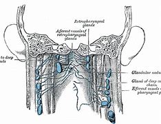 Image result for Lymph Nodes On Back of Head