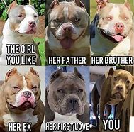 Image result for Funny Pit Bull Dogs