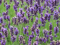Image result for Lavender Bunch