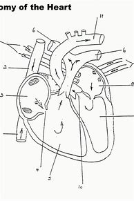 Image result for Free Anatomy Coloring Book Pages