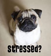 Image result for Dog Looking Stressed Meme