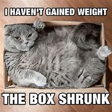 Image result for Fat Cat Memes Funny