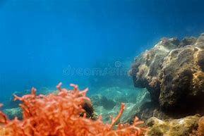 Image result for Underwater Ocean Rocks