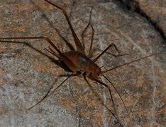 Image result for Black Cave Cricket