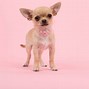 Image result for Cute Galaxy Puppy Wallpaper
