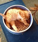 Image result for Hungry Cat with Food Bowl