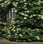 Image result for Plant Climbing Vines