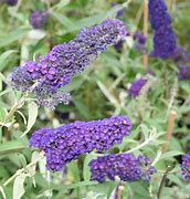 Image result for Buddleja davidii Empire Blue