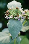 Image result for Pycnanthemum muticum