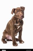 Image result for Pit Bull Terrier Dark Brown