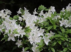 Image result for Rhododendron (AJ) Palestrina