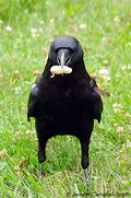 Image result for photo of man eating crow