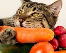 Image result for Cat Eating Vegetables