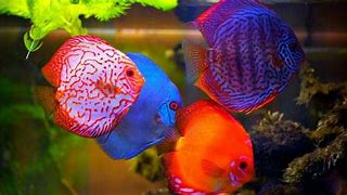 Image result for Pretty Freshwater Tropical Fish