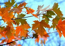 Image result for Maple Leaves Wallpaper