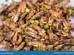 Image result for Cricket Bug Food