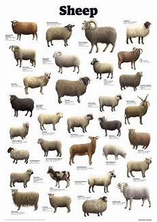 Sheep Guardian Wallchart Prints I Ve Seen Charts For