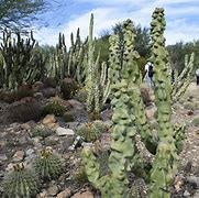 Image result for Arizona-Sonora Desert