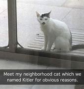 Image result for Blursed Cat Memes