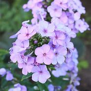 Image result for Phlox Lilac Time (Paniculata-Group)