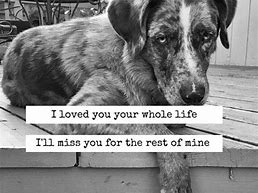 Image result for Quotes About Dogs Passing